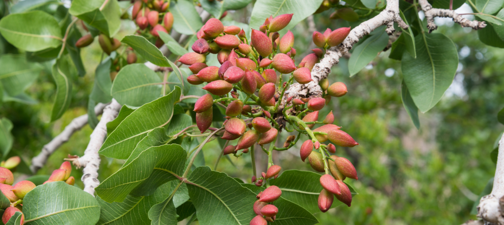 pistacchio di stigliano